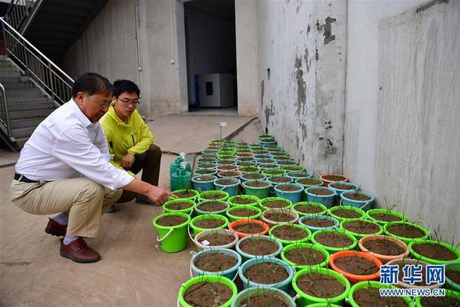 （十九大代表风采·图文互动）（5）茹振钢：种出老百姓最爱的味道 