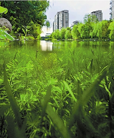 拱墅区探索内河治理新路"水下森林"活水来让我们荡起双桨大型报网互