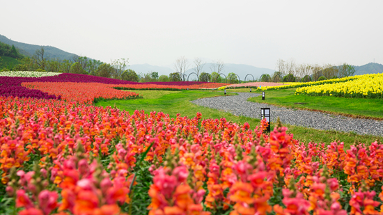 径山镇径山花海公园