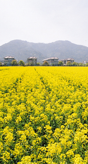 萧山区瓜沥镇航民村