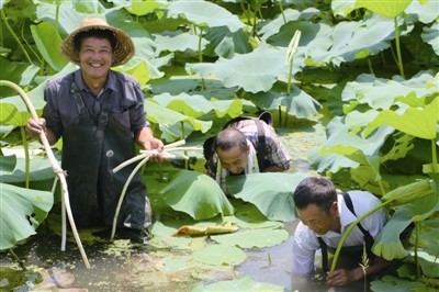 农民采藕带喜获丰收。