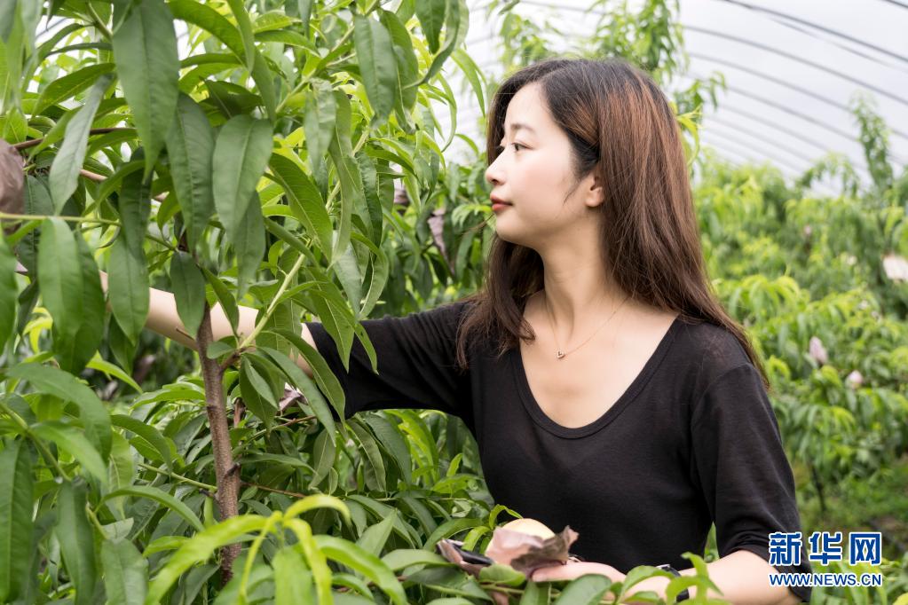 参与"山海协作"扶贫结对项目,捐助丽水市遂昌县金竹镇3000多棵桃树苗