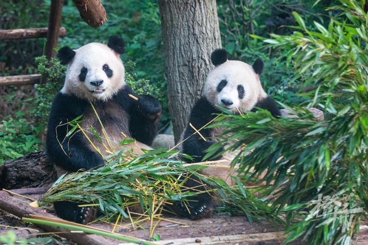 持续了半个世纪的爱！杭州动物园第一任大熊猫往事，30年前开始吹空调，连吃十年青春宝，离开这19年，它用另一种方式陪伴着杭州人