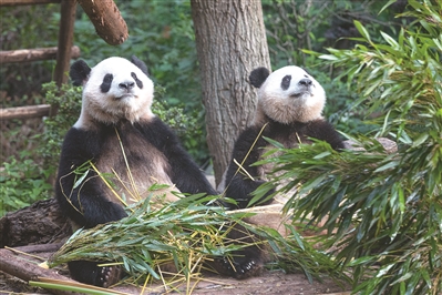 每天限5000名额，可提前3天预约 杭州动物园大熊猫馆今天开馆迎客 想看春生和香果？详细攻略来了