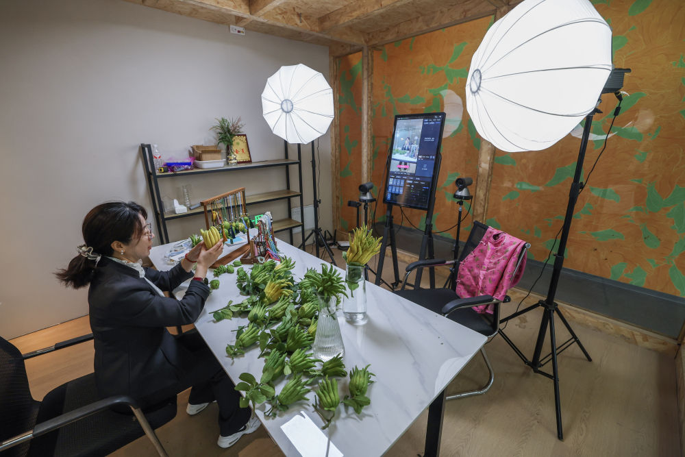 在浙江金华市金东区赤松镇北山口村的金华佛手农林服务中心内的直播间,工作人员进行佛手鲜果及衍生产品的直播销售(2025年10月22日摄)。新华社记者 徐昱 摄